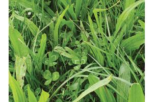 The Benefits of Multi-Species Grass Seeds
