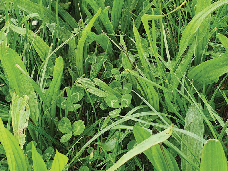 Mix 3 Tetraploid Grazing